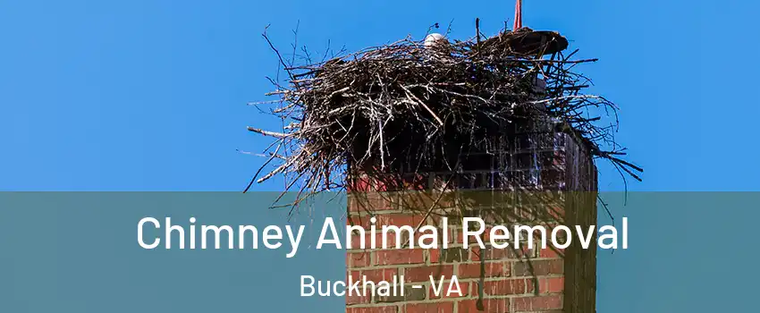  Chimney Animal Removal Buckhall - VA
